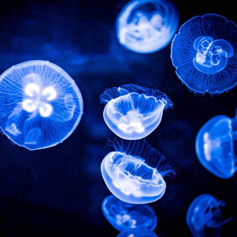 découvrir - Aquarium de La Rochelle